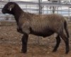 LOT 59 1X MEATMASTER RAM Collet Farming CC