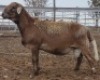 WITHDRAWN - LOT 60 1X MEATMASTER RAM Collet Farming CC