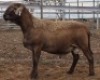 LOT 61 1X MEATMASTER RAM Collet Farming CC