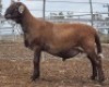 LOT 62 1X MEATMASTER RAM Collet Farming CC