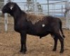 LOT 63 1X MEATMASTER RAM Collet Farming CC
