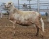LOT 65 1X MEATMASTER RAM Collet Farming CC