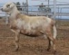 LOT 65 1X MEATMASTER RAM Collet Farming CC - 2