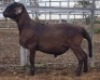 LOT 64 1X MEATMASTER RAM Collet Farming CC