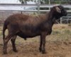 LOT 66 1X MEATMASTER RAM Collet Farming CC