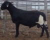 LOT 68 1X MEATMASTER RAM Collet Farming CC