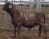 WITHDRAWN - LOT 69 1X MEATMASTER RAM Collet Farming CC