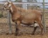 LOT 67 1X MEATMASTER RAM Collet Farming CC