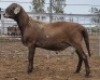 LOT 70 1X MEATMASTER RAM Collet Farming CC