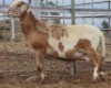 LOT 72 1X MEATMASTER RAM Collet Farming CC