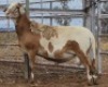 LOT 72 1X MEATMASTER RAM Collet Farming CC - 2