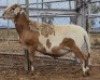 LOT 72 1X MEATMASTER RAM Collet Farming CC - 3