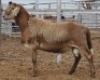 LOT 71 1X MEATMASTER RAM Collet Farming CC