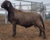 LOT 73 1X MEATMASTER RAM Collet Farming CC