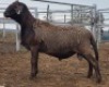 LOT 73 1X MEATMASTER RAM Collet Farming CC - 2