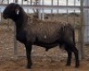 LOT 75 1X MEATMASTER RAM Collet Farming CC
