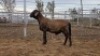LOT 75 1X MEATMASTER RAM Collet Farming CC - 2
