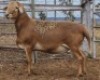 LOT 74 1X MEATMASTER RAM Collet Farming CC