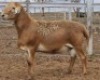 LOT 74 1X MEATMASTER RAM Collet Farming CC - 2