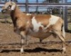LOT 76 1X MEATMASTER RAM Collet Farming CC