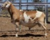 LOT 76 1X MEATMASTER RAM Collet Farming CC - 2