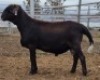 LOT 77 1X MEATMASTER RAM Collet Farming CC
