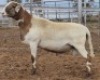 LOT 78 1X MEATMASTER RAM Collet Farming CC