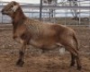 LOT 79 1X MEATMASTER RAM Collet Farming CC