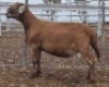 LOT 80 1X MEATMASTER RAM Collet Farming CC