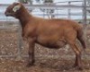 LOT 80 1X MEATMASTER RAM Collet Farming CC - 2