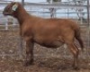 LOT 80 1X MEATMASTER RAM Collet Farming CC - 3