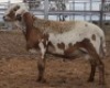 LOT 81 1X MEATMASTER RAM Collet Farming CC