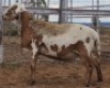 LOT 81 1X MEATMASTER RAM Collet Farming CC - 2