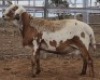 LOT 81 1X MEATMASTER RAM Collet Farming CC - 3