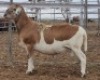 LOT 82 1X MEATMASTER RAM Collet Farming CC