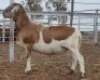LOT 82 1X MEATMASTER RAM Collet Farming CC - 3