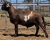 LOT 83 1X MEATMASTER RAM Collet Farming CC
