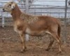 LOT 84 1X MEATMASTER RAM Collet Farming CC
