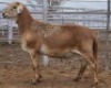 LOT 84 1X MEATMASTER RAM Collet Farming CC - 2