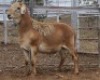 LOT 84 1X MEATMASTER RAM Collet Farming CC - 3