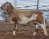 LOT 85 1X MEATMASTER RAM Collet Farming CC