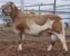 LOT 85 1X MEATMASTER RAM Collet Farming CC - 2