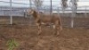 LOT 86 1X MEATMASTER RAM Collet Farming CC