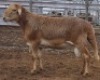 LOT 86 1X MEATMASTER RAM Collet Farming CC - 2