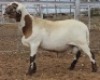 LOT 88 1X MEATMASTER RAM Collet Farming CC
