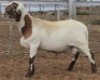 LOT 88 1X MEATMASTER RAM Collet Farming CC - 2