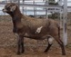 LOT 87 1X MEATMASTER RAM Collet Farming CC