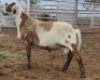 LOT 89 1X MEATMASTER RAM Collet Farming CC