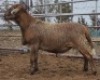 LOT 90 1X MEATMASTER RAM Collet Farming CC