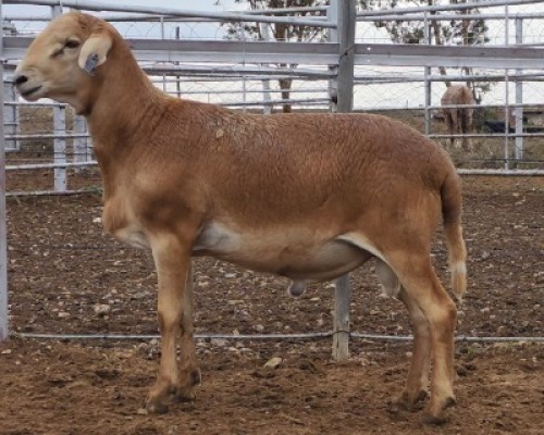 LOT 91 1X MEATMASTER RAM Collet Farming CC
